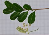 Cupaniopsis anacardioides