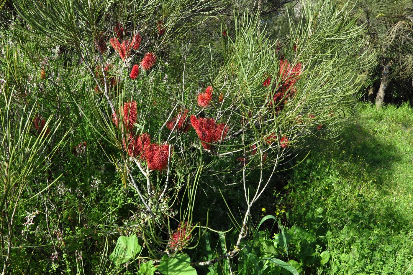 Изображение особи Hakea bucculenta.