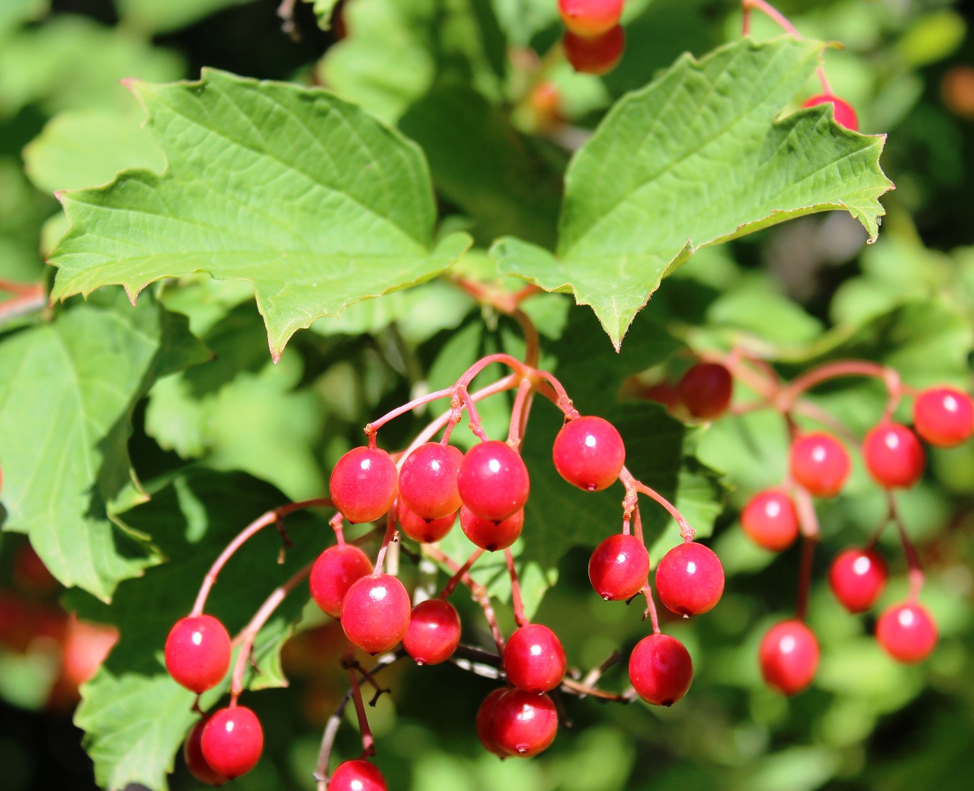 Image of Viburnum opulus specimen.