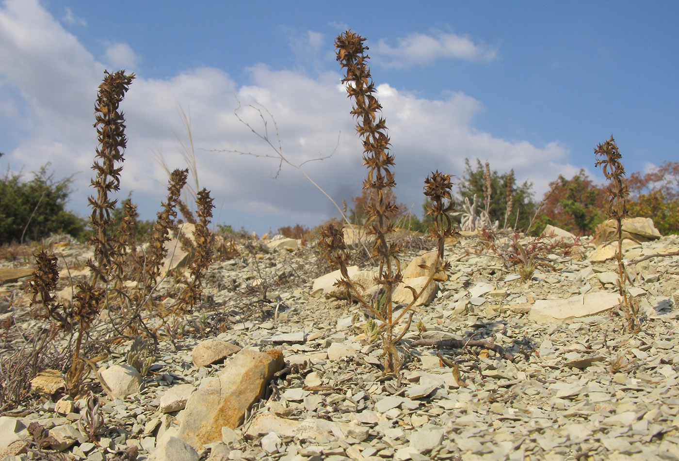 Image of Sideritis montana specimen.