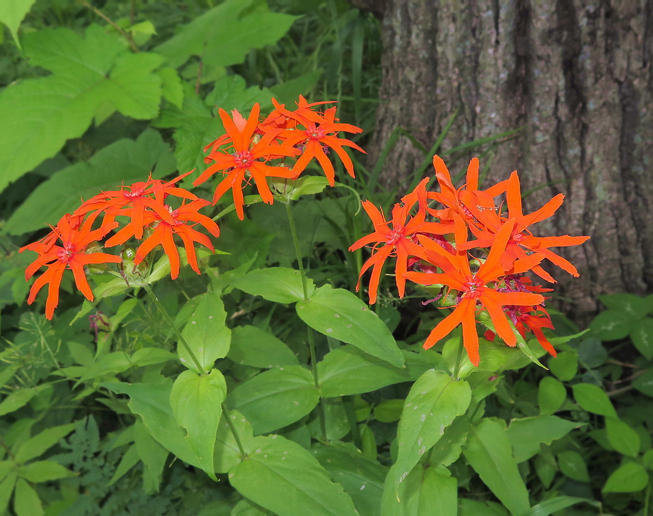 Изображение особи Lychnis fulgens.