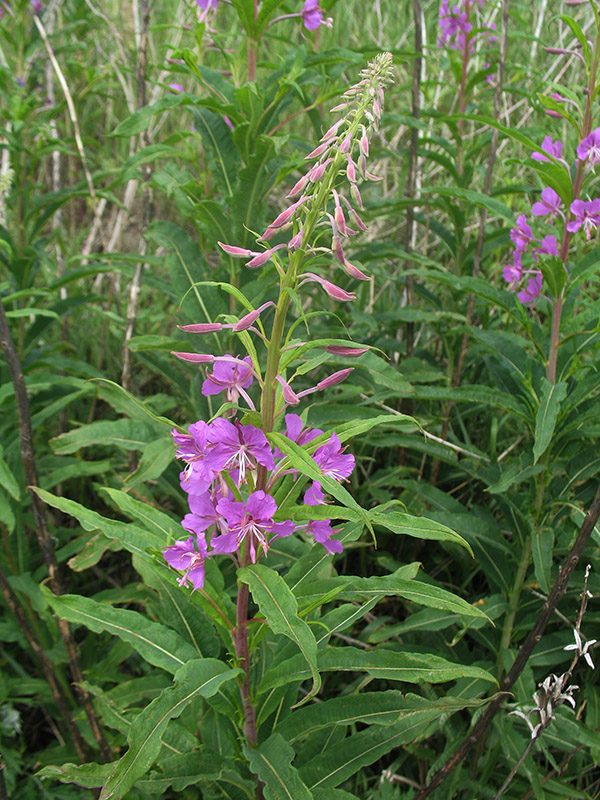 Изображение особи Chamaenerion angustifolium.