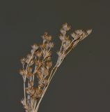 Juncus arabicus