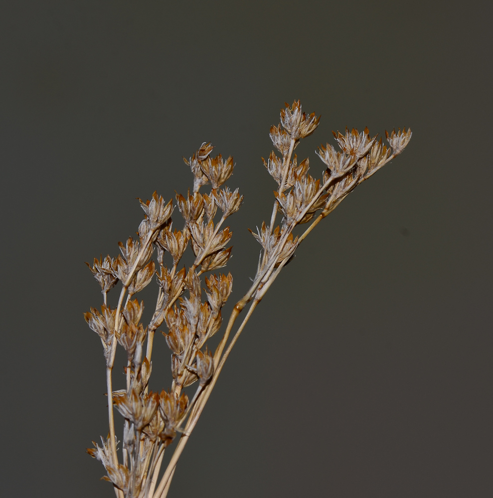 Изображение особи Juncus arabicus.