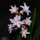 Hyacinthus orientalis