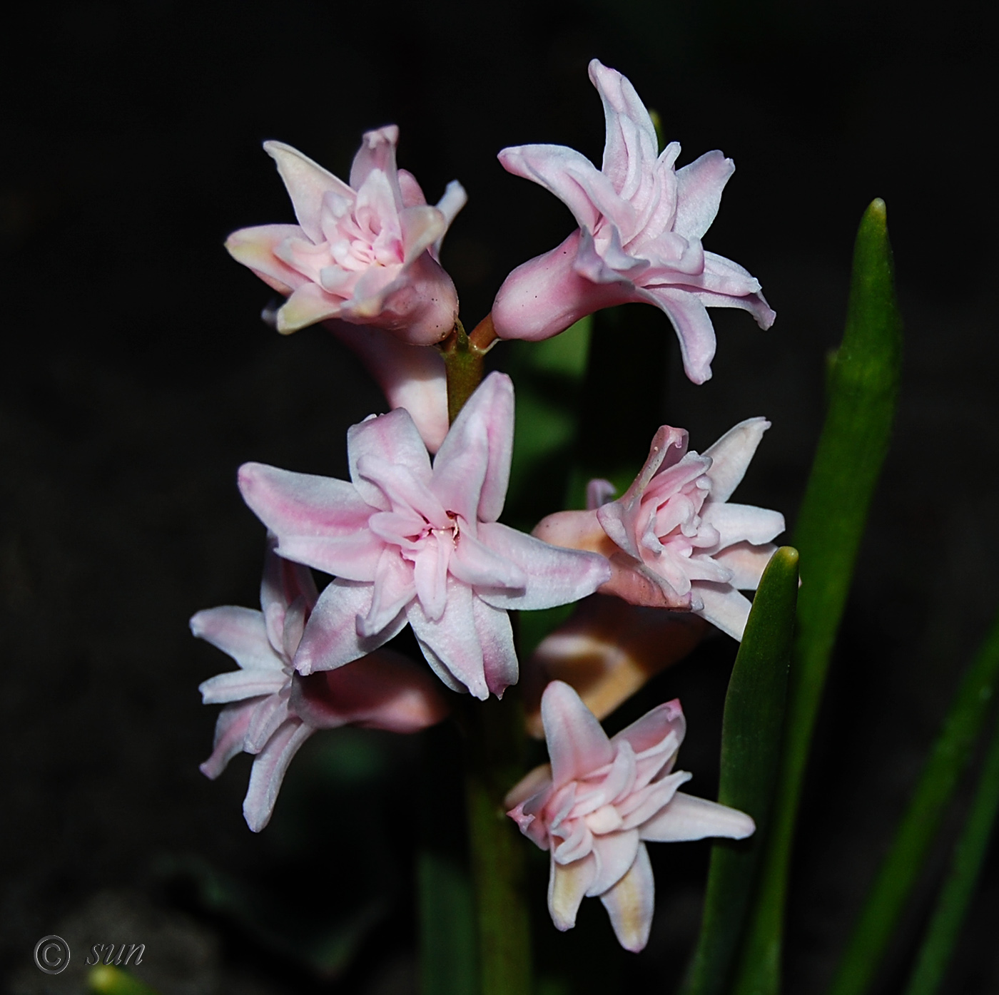 Image of Hyacinthus orientalis specimen.
