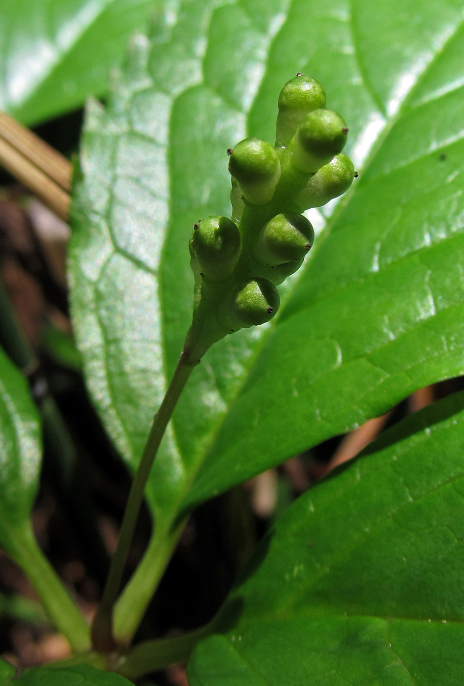 Image of Chloranthus quadrifolius specimen.