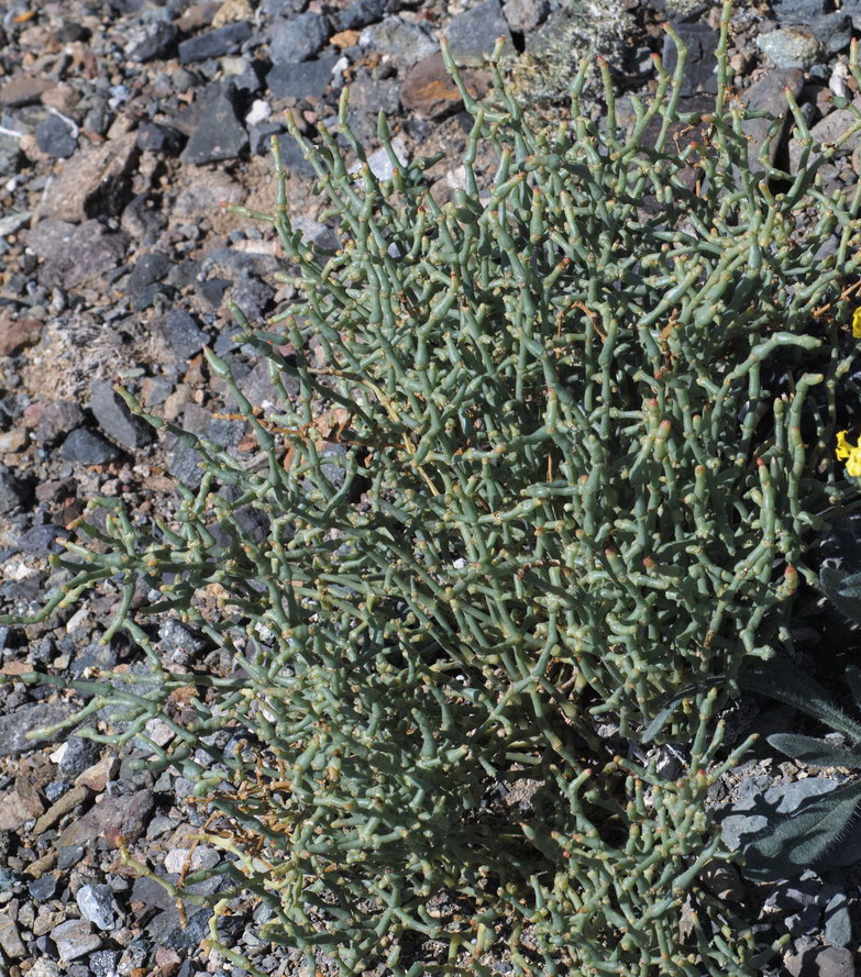Image of genus Anabasis specimen.