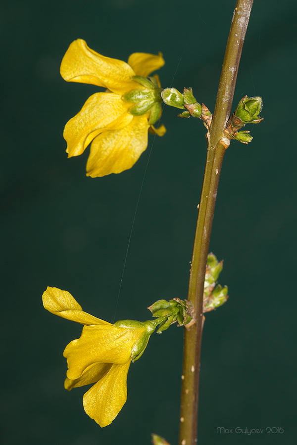 Изображение особи род Forsythia.