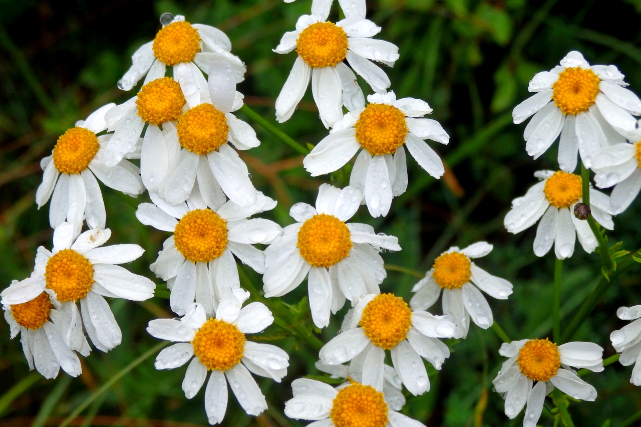 Изображение особи Pyrethrum corymbosum.