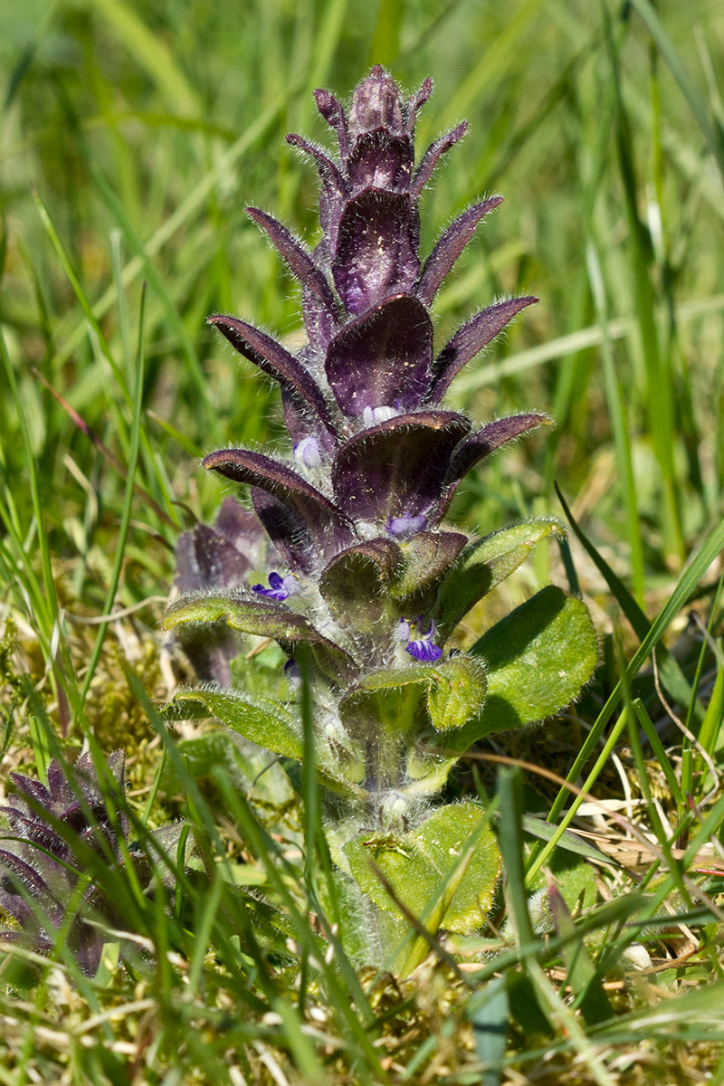 Изображение особи Ajuga pyramidalis.