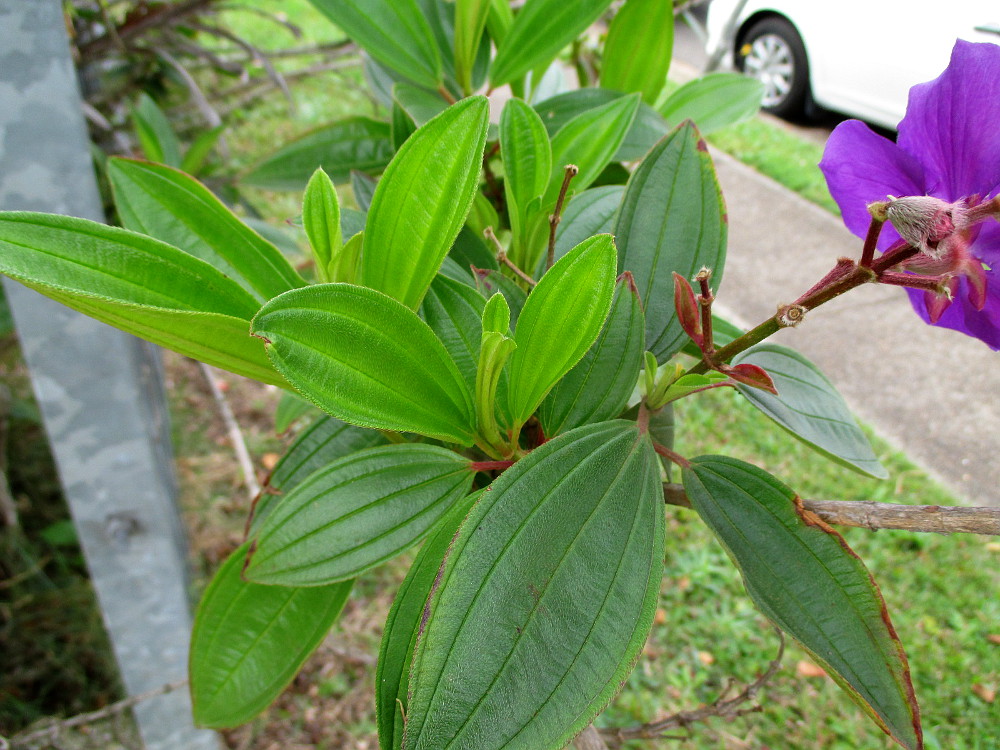 Изображение особи Tibouchina lepidota.