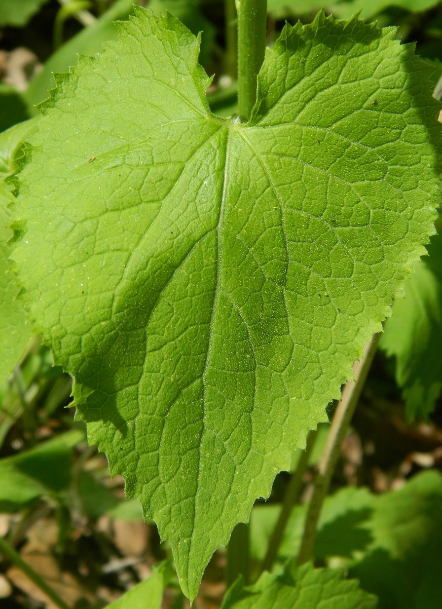 Изображение особи Lunaria rediviva.