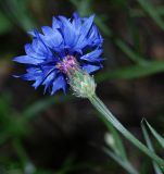 Centaurea cyanus