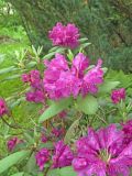 Rhododendron catawbiense