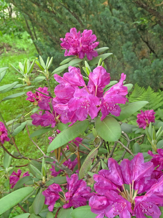 Image of Rhododendron catawbiense specimen.