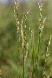 Festuca pratensis