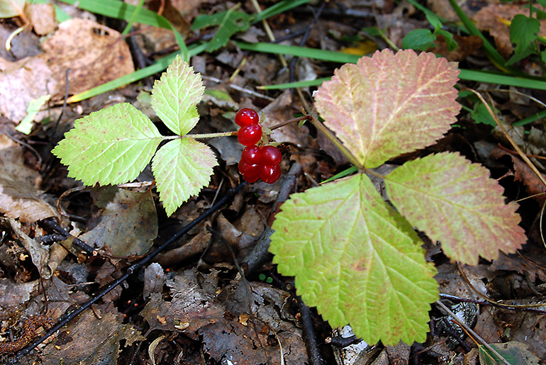 Изображение особи Rubus saxatilis.