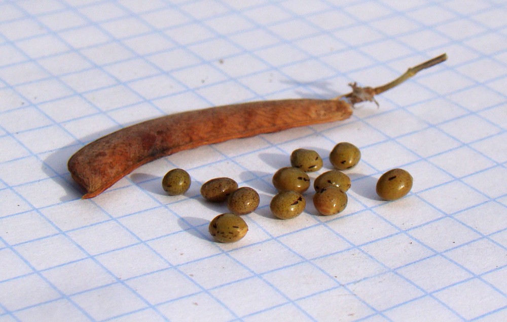 Image of Lathyrus aphaca specimen.