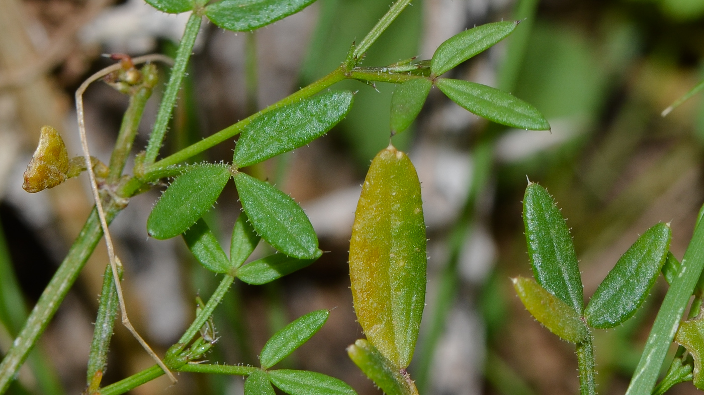 Image of Fagonia cretica specimen.