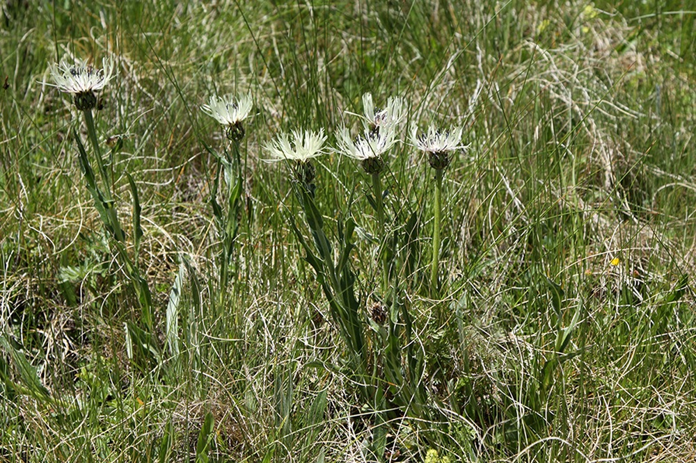 Изображение особи Centaurea cheiranthifolia.