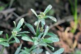 Gnaphalium uliginosum