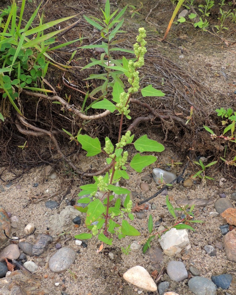 Image of Chenopodium acerifolium specimen.