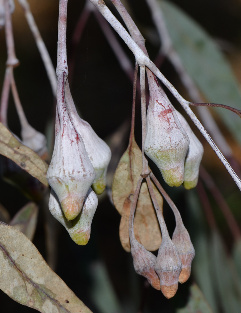 Изображение особи Eucalyptus caesia.