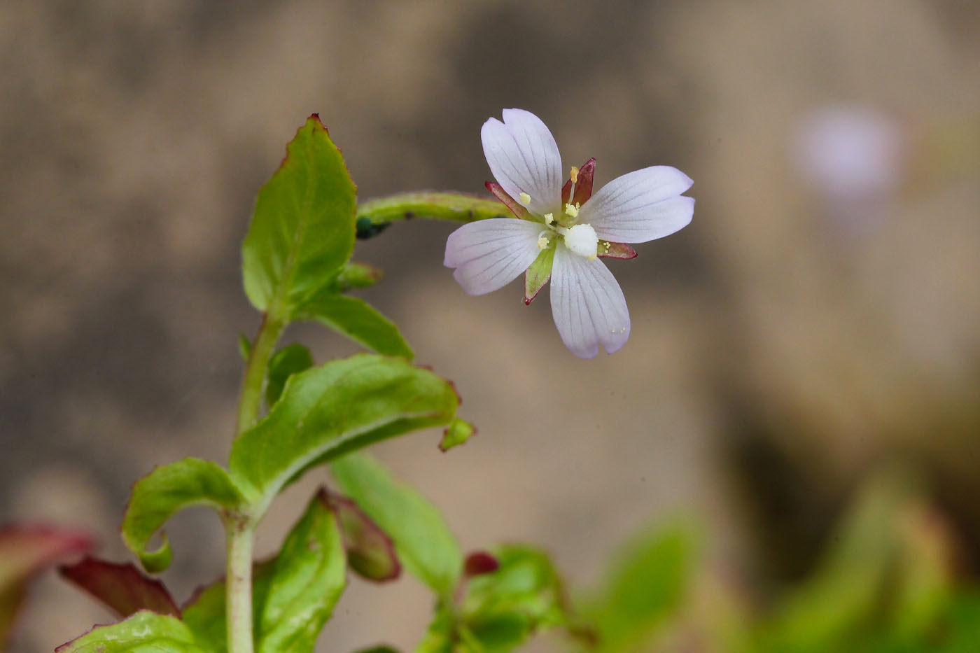 Image of Epilobium adenocaulon specimen.