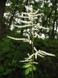 Aruncus dioicus