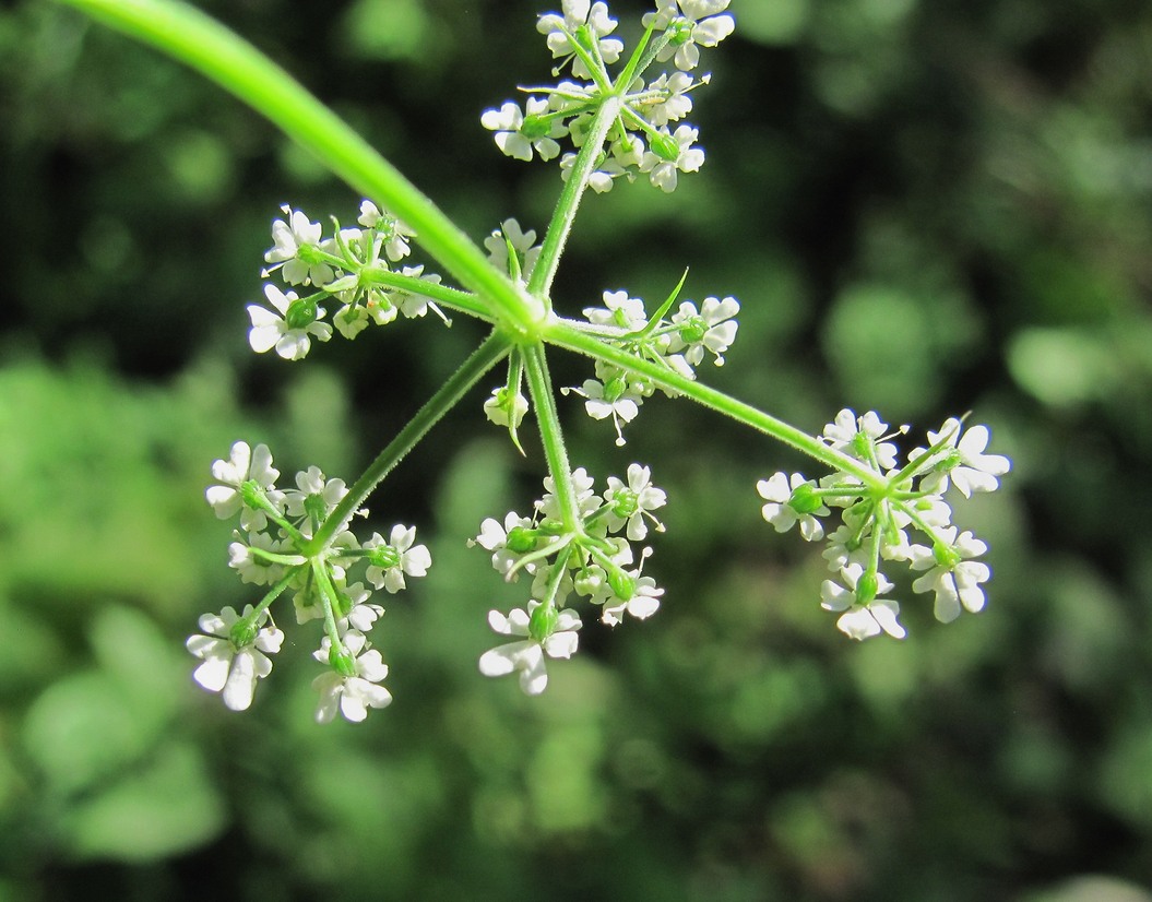 Изображение особи Aethusa cynapium.