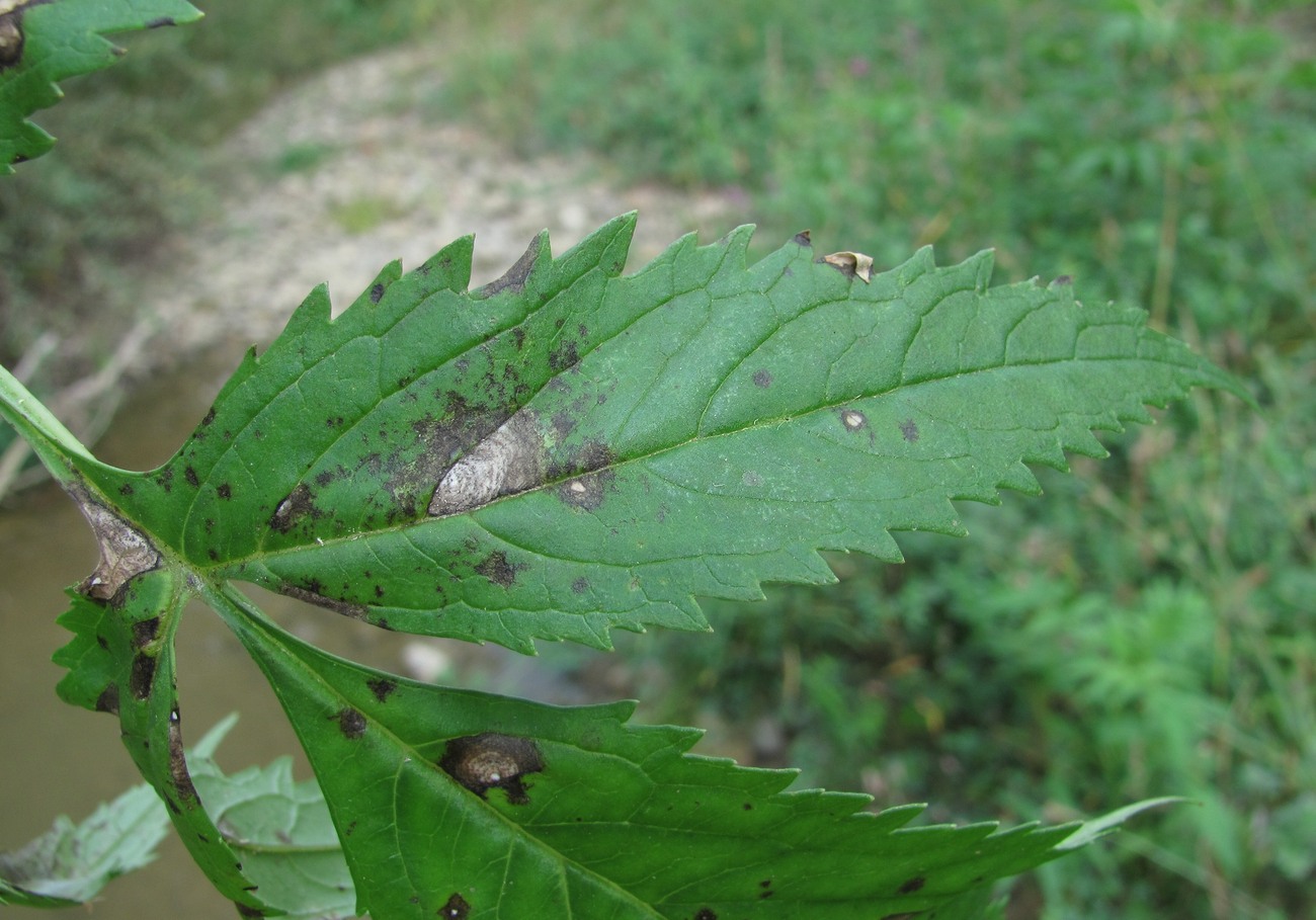Image of Datisca cannabina specimen.