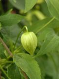 Clematis serratifolia. Бутон. Украина, г. Луганск, ул. Советская, детская областная клиническая больница, в озеленении. 24.09.2016.