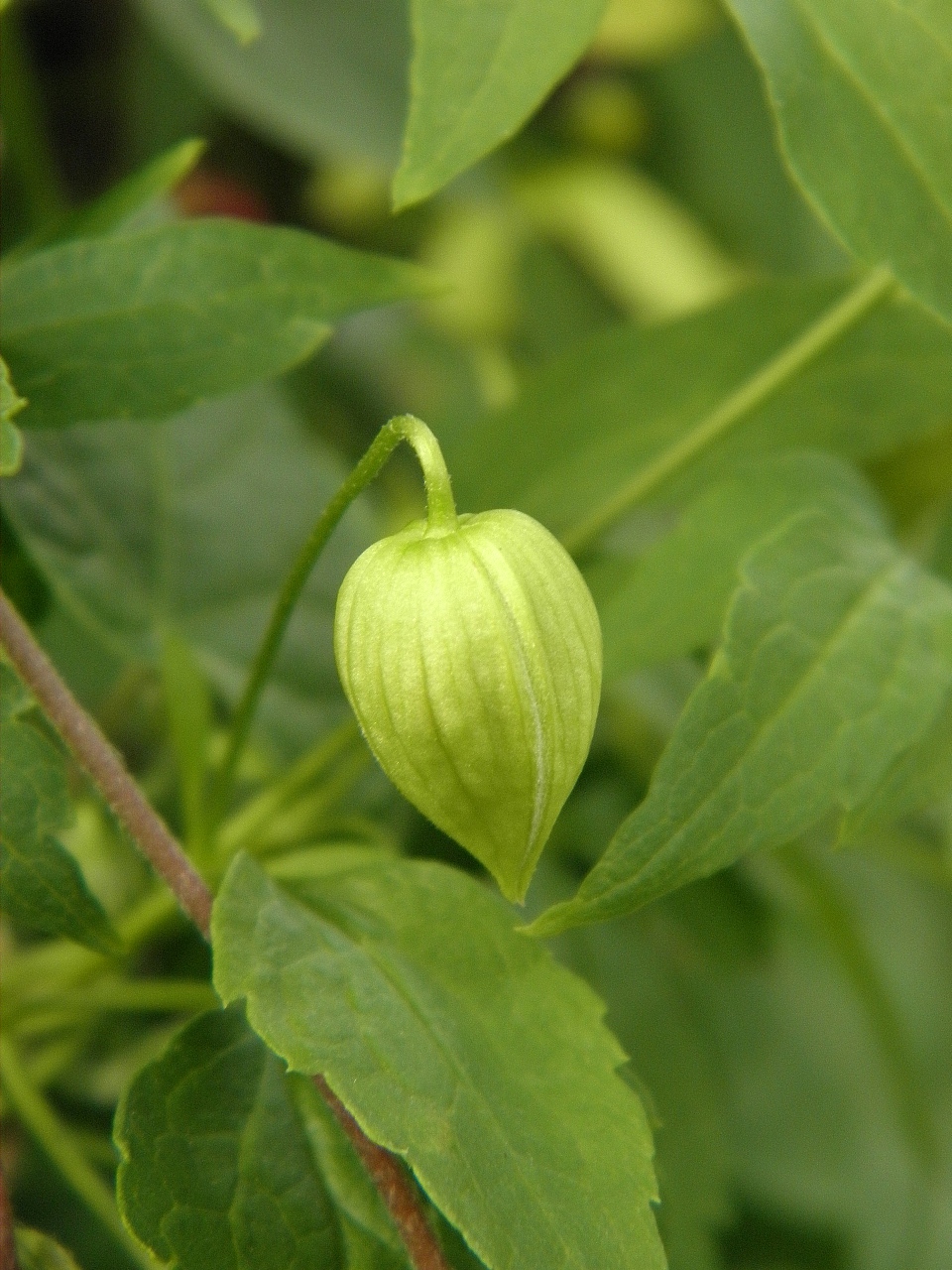 Image of Clematis serratifolia specimen.