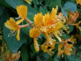 Lonicera × tellmanniana. Цветки. Приморье, Находкинский городской округ, пос. Ливадия, в культуре. 04.07.2016.