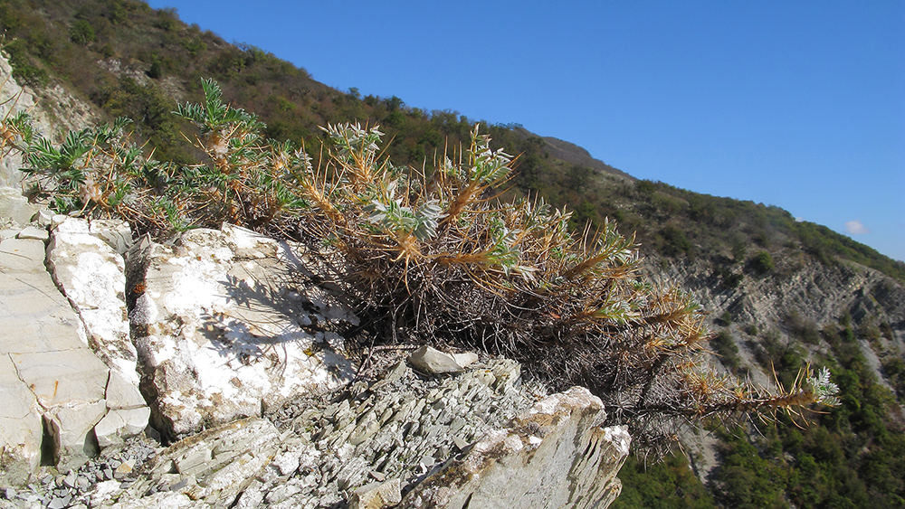 Image of Astragalus arnacanthoides specimen.