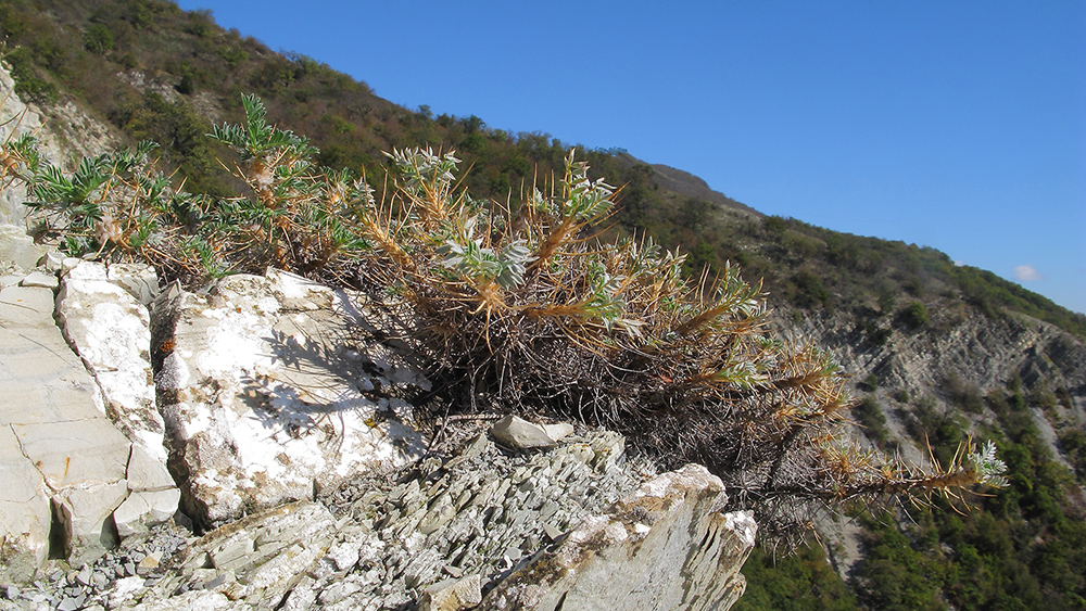 Изображение особи Astragalus arnacanthoides.