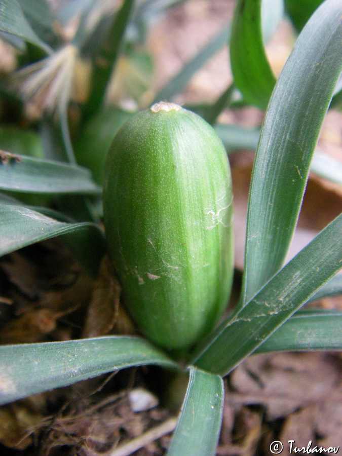 Image of Sternbergia colchiciflora specimen.