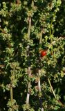 Beta vulgaris. Части отцветающих побегов с сидящим жуком божьей коровкой. Восточный Казахстан, Уланский р-н, с. Украинка, дачный участок. 27.07.2016.