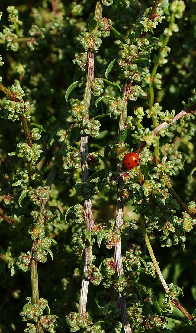 Image of Beta vulgaris specimen.