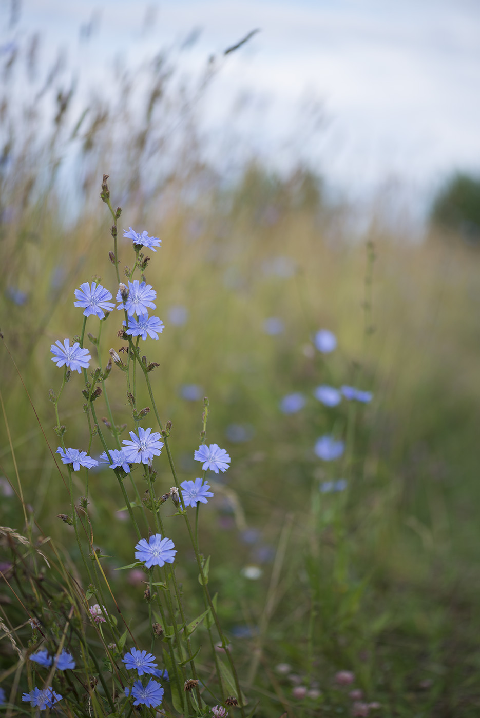 Image of Cichorium intybus specimen.