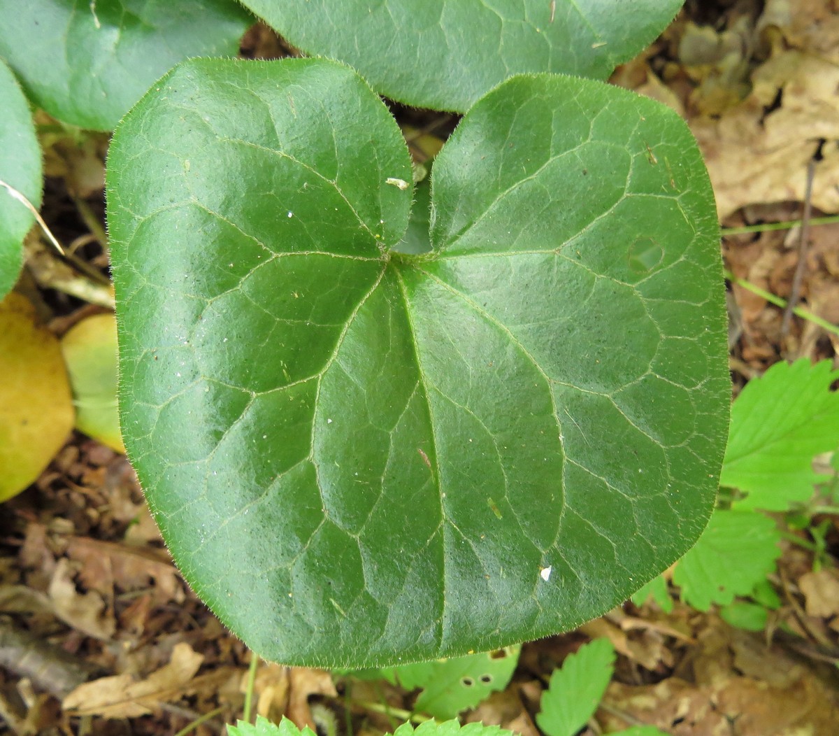 Image of Asarum europaeum specimen.