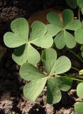 Oxalis articulata