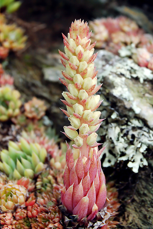 Image of Orostachys spinosa specimen.