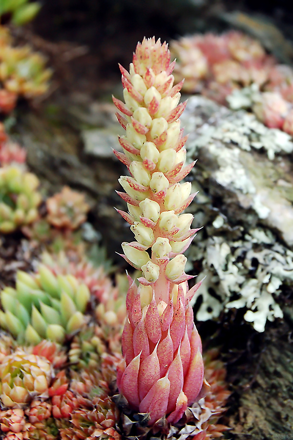 Изображение особи Orostachys spinosa.