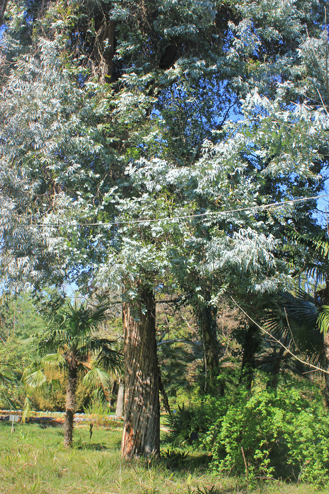 Изображение особи Eucalyptus cinerea.