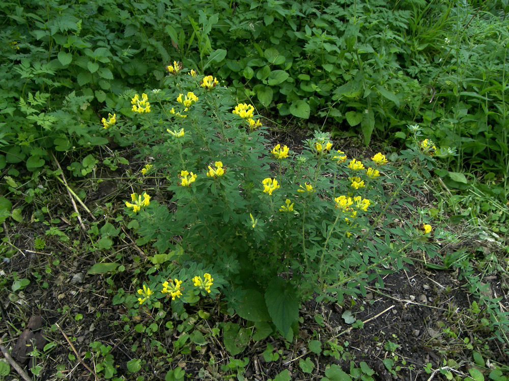 Изображение особи Chamaecytisus glaber.