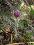 Pulsatilla multifida. Растение с раскрывающимся бутоном. Магаданская обл., окр. Магадана, бухта Гертнера, травянистый каменноберезняк, на склоне. 02.06.2012.
