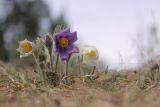 Pulsatilla patens