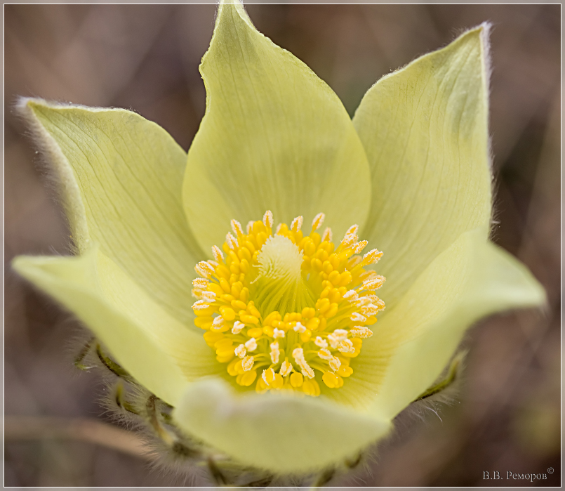Image of Pulsatilla patens specimen.